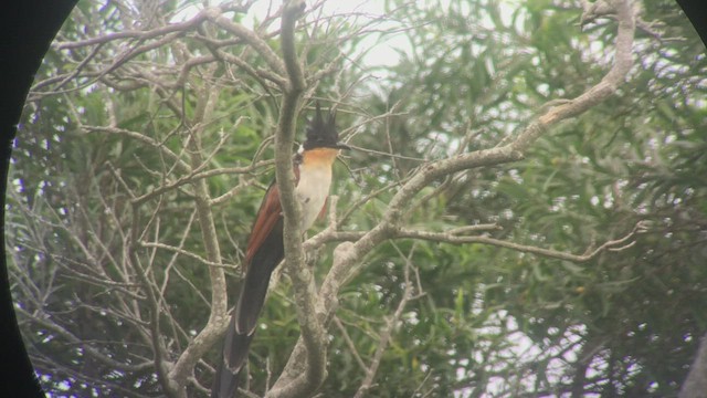 Chestnut-winged Cuckoo - ML458127861