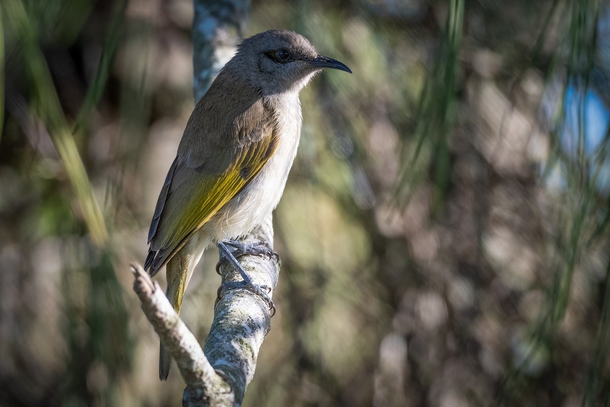 Brown Honeyeater - ML458128921