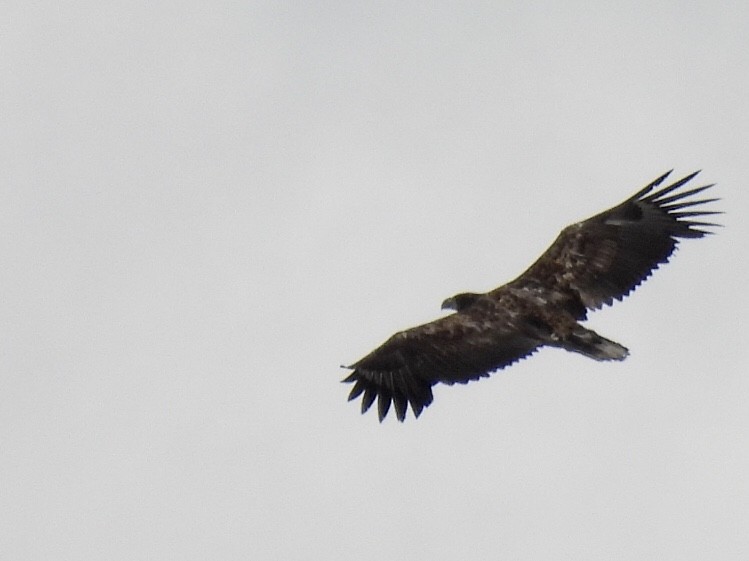 White-tailed Eagle - ML458129301