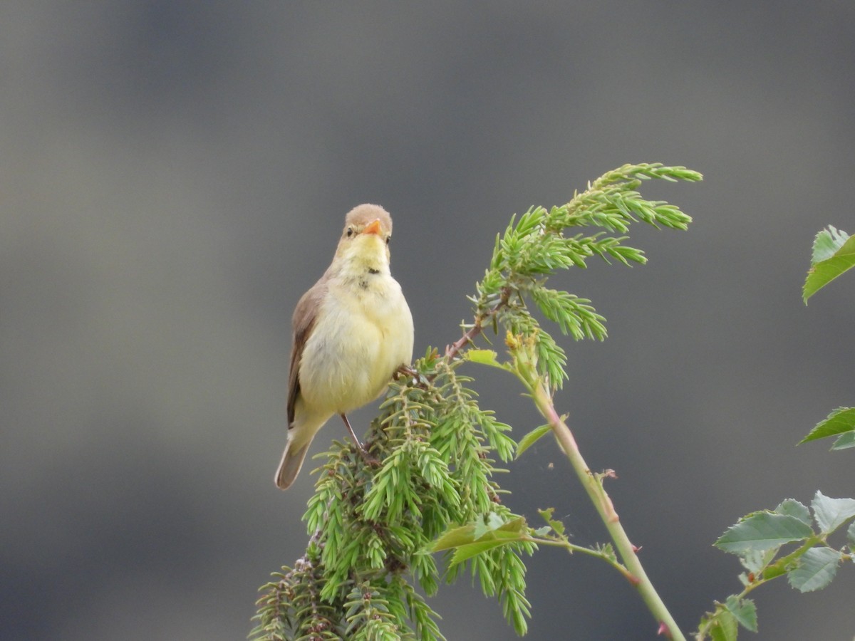 Melodious Warbler - ML458129681