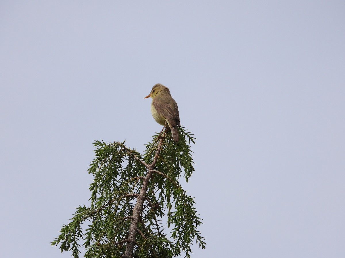 Melodious Warbler - ML458129691