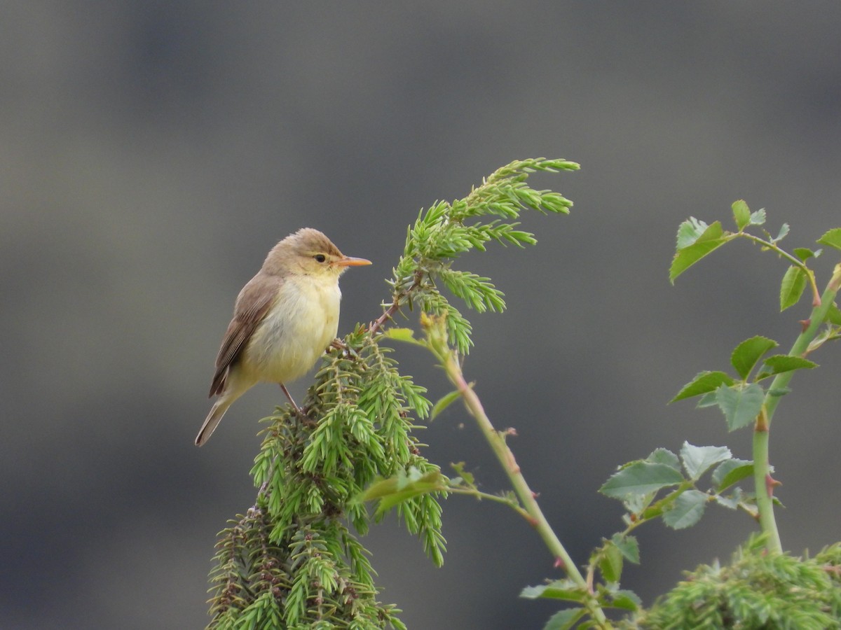 Melodious Warbler - ML458129731