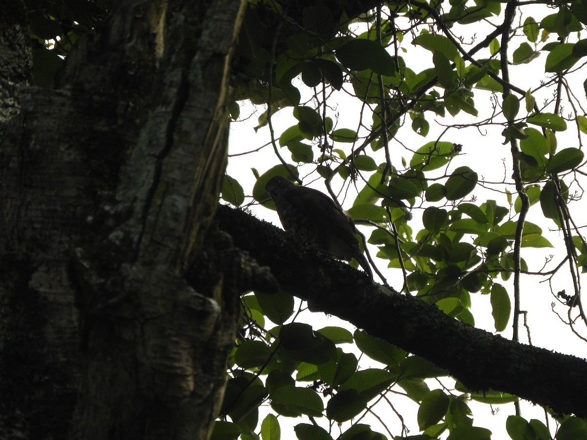 Crested Goshawk - ML458130161