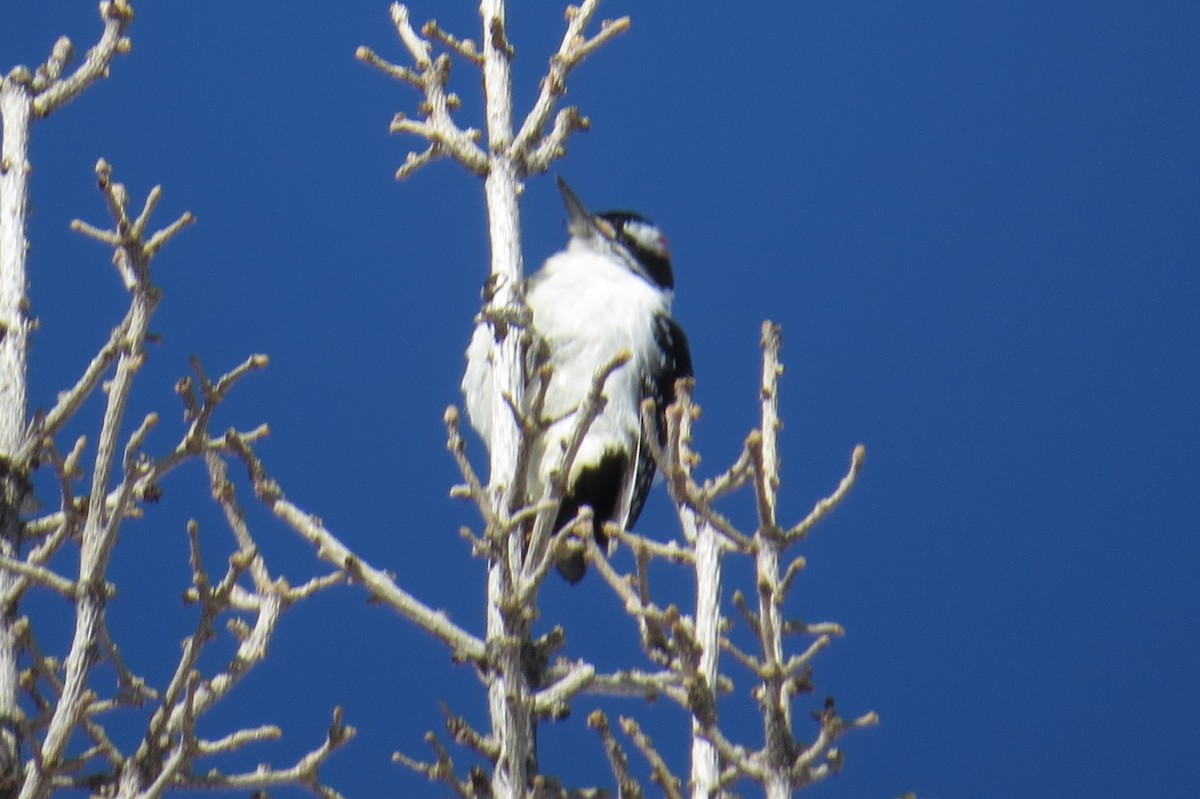 Hairy Woodpecker (Rocky Mts.) - ML45813041