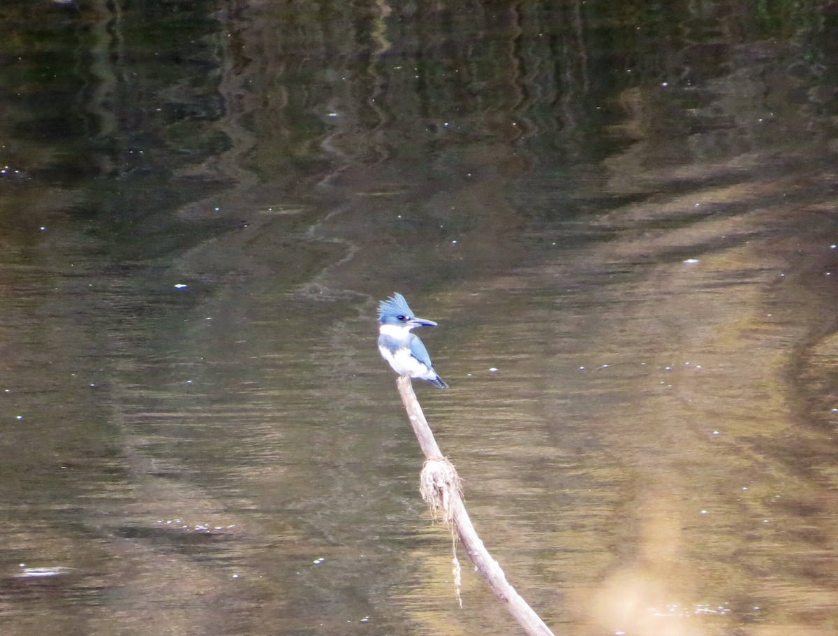 Belted Kingfisher - Jeanne  Burns