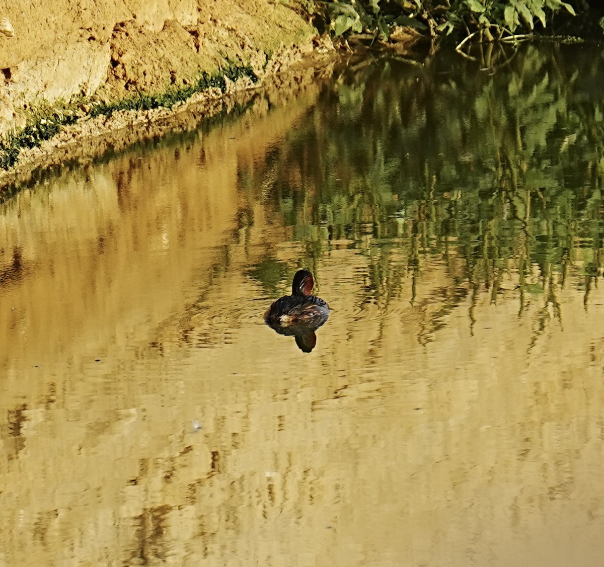 Little Grebe - ML458131761