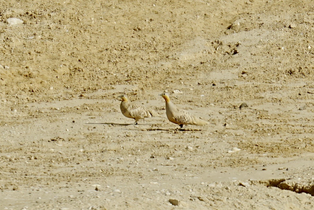 Spotted Sandgrouse - Phyllis Weintraub