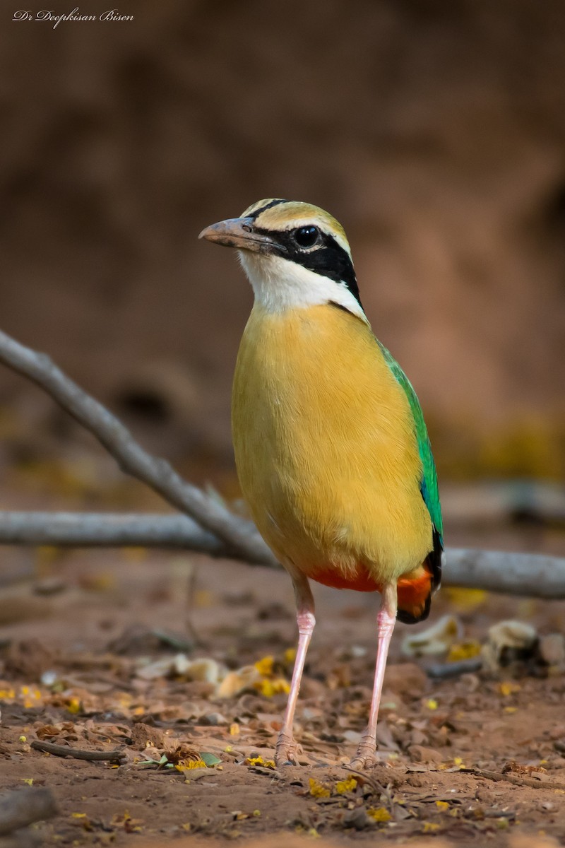 Indian Pitta - Deepkisan Bisen