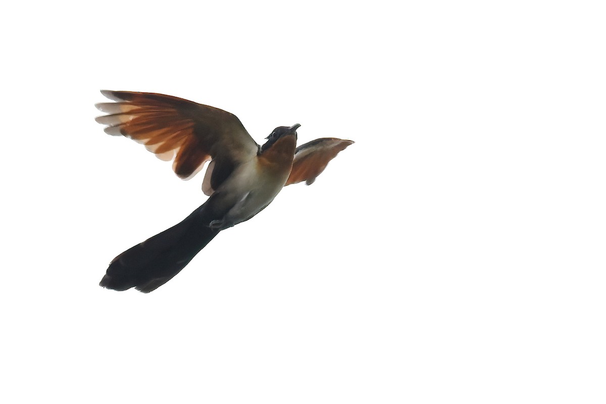 Chestnut-winged Cuckoo - ML458133271