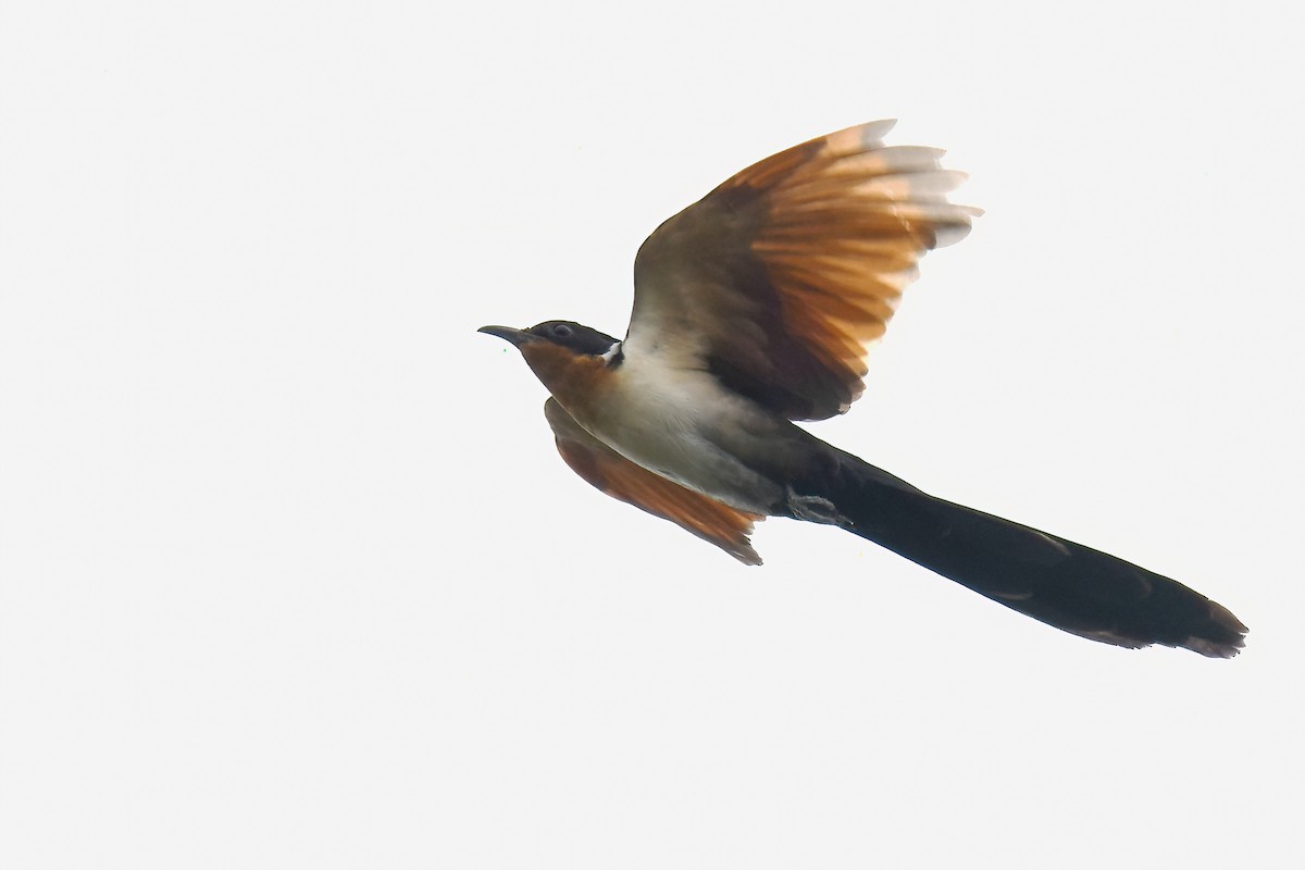 Chestnut-winged Cuckoo - ML458133301
