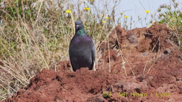 Pigeon biset (forme domestique) - ML458133521