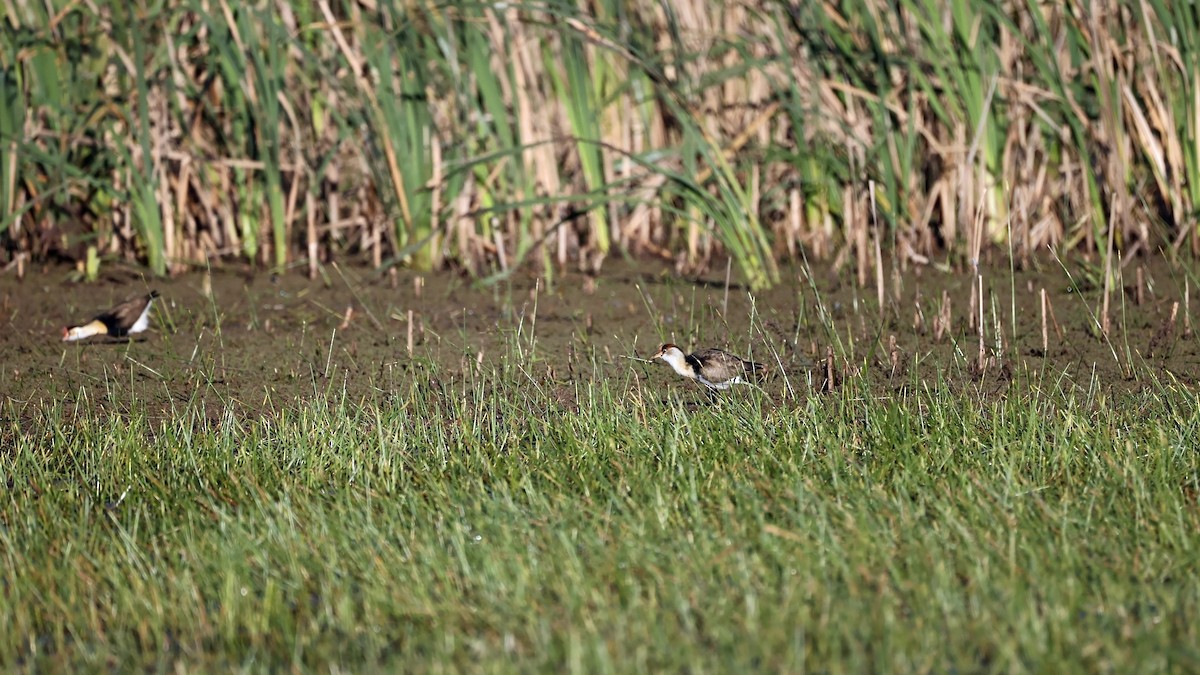 Comb-crested Jacana - ML458134581