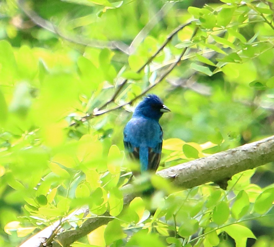 Indigo Bunting - ML458135851