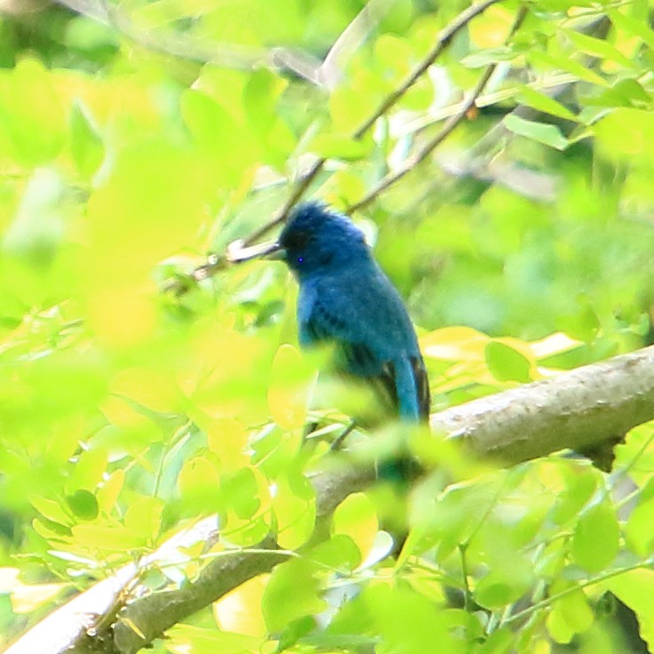 Indigo Bunting - ML458135861