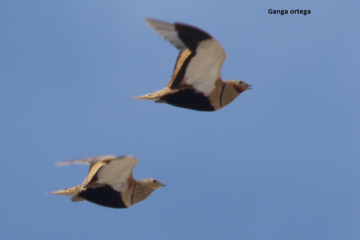 Black-bellied Sandgrouse - José Luis Sobrino González