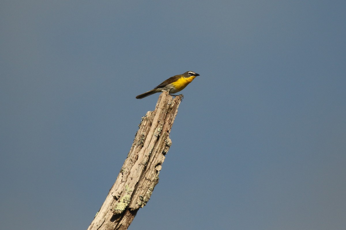 Yellow-breasted Chat - ML458136821