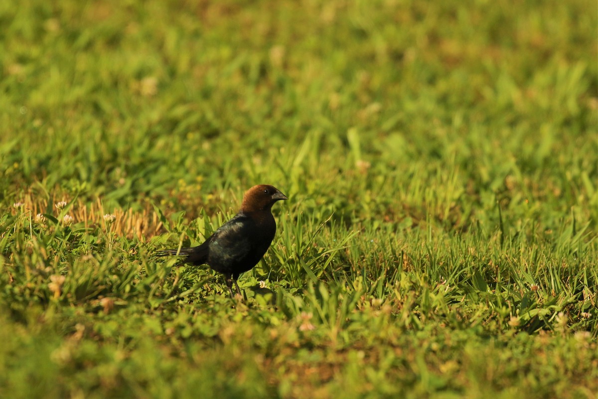 Brown-headed Cowbird - ML458136861