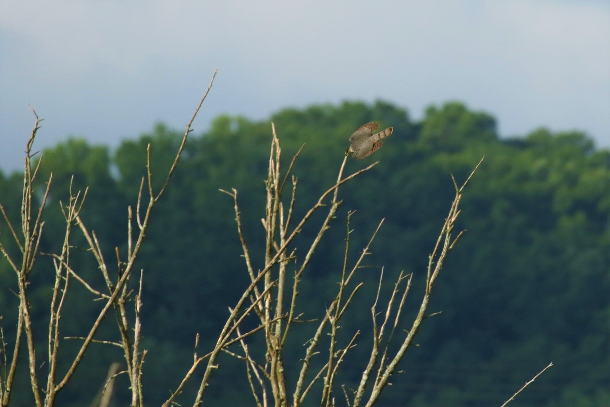 Sharp-shinned/Cooper's Hawk - ML458136921