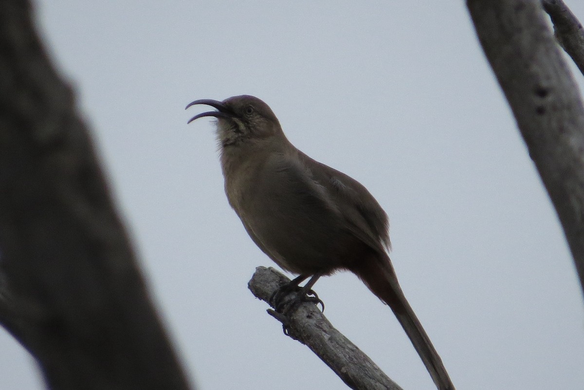 mesquitespottefugl - ML45813731