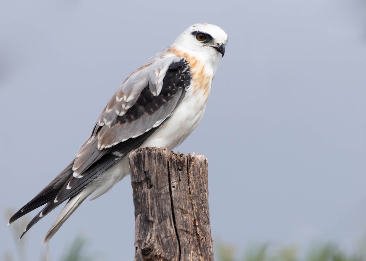 Black-shouldered Kite - Zebedee Muller