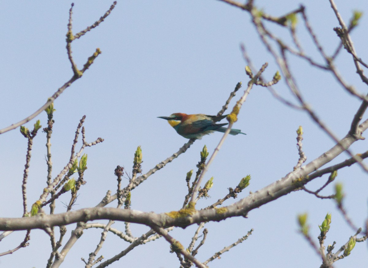 European Bee-eater - ML458139311