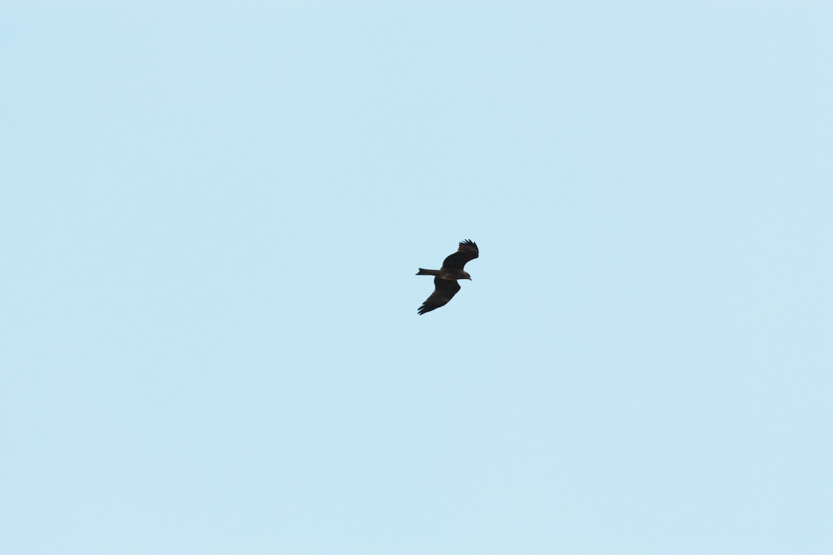 Black Kite - ML458139581