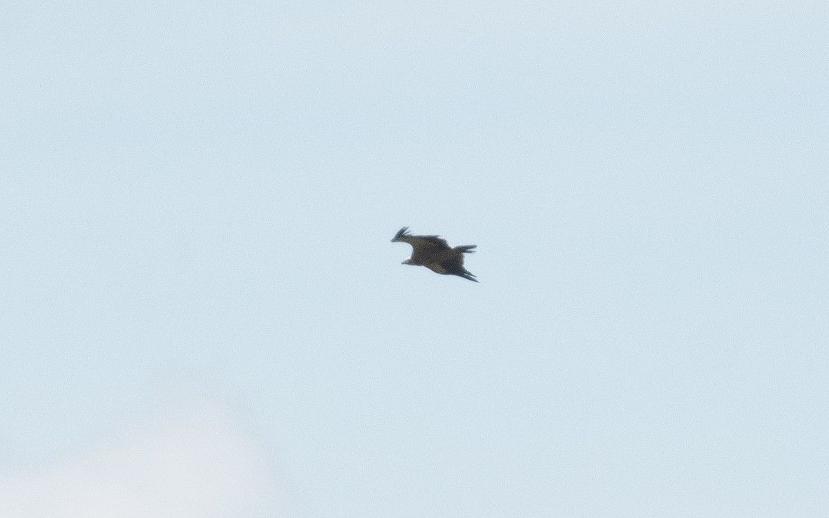 Eurasian Griffon - ML458140081
