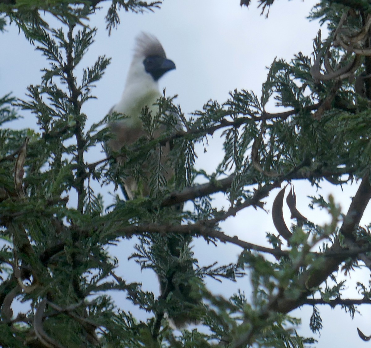 Bare-faced Go-away-bird - ML458140561