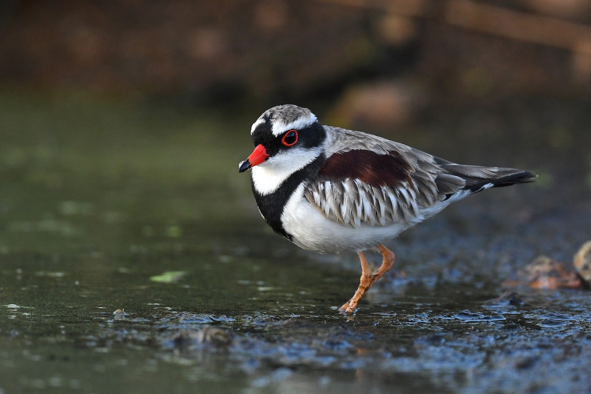 Black-fronted Dotterel - ML458140821