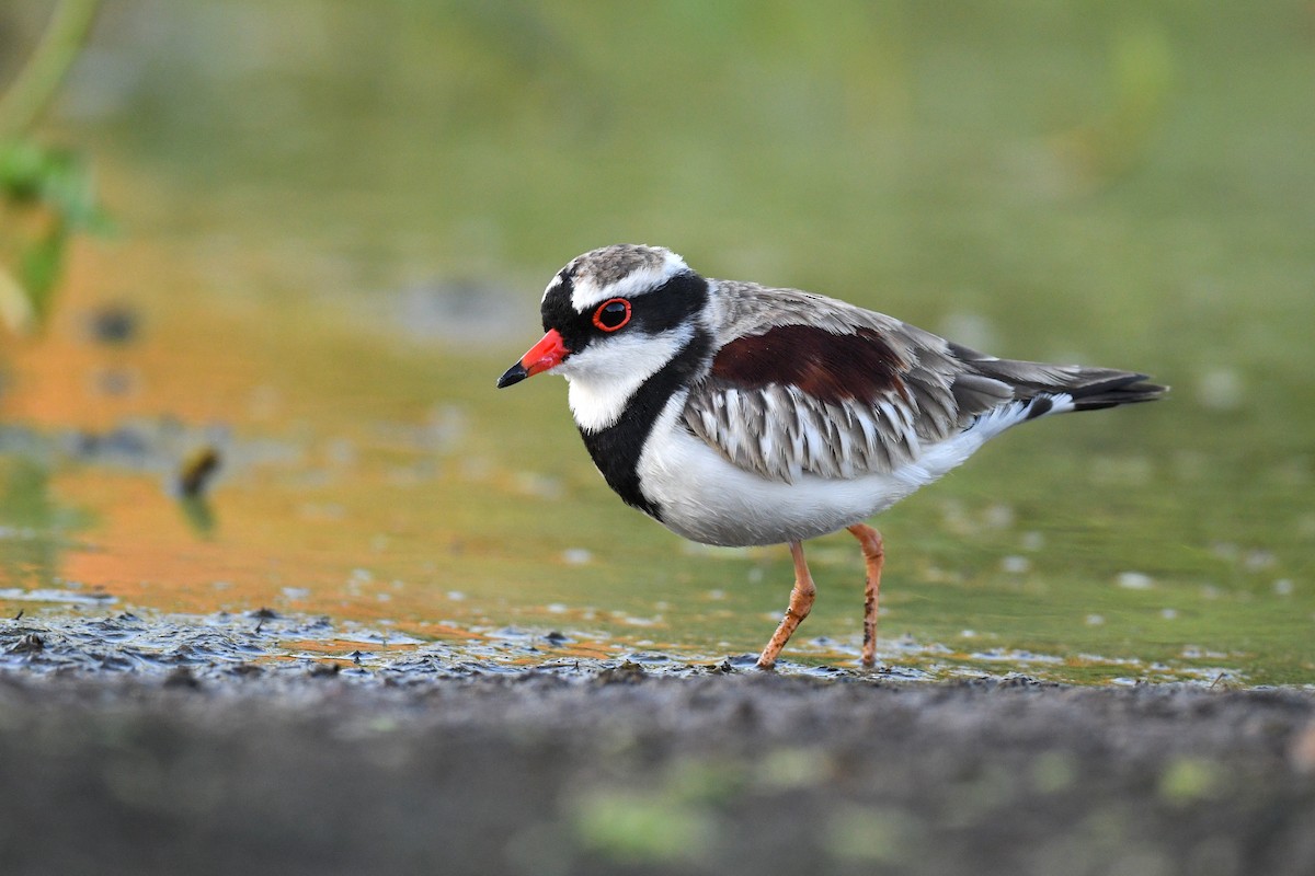 Black-fronted Dotterel - Harn Sheng Khor