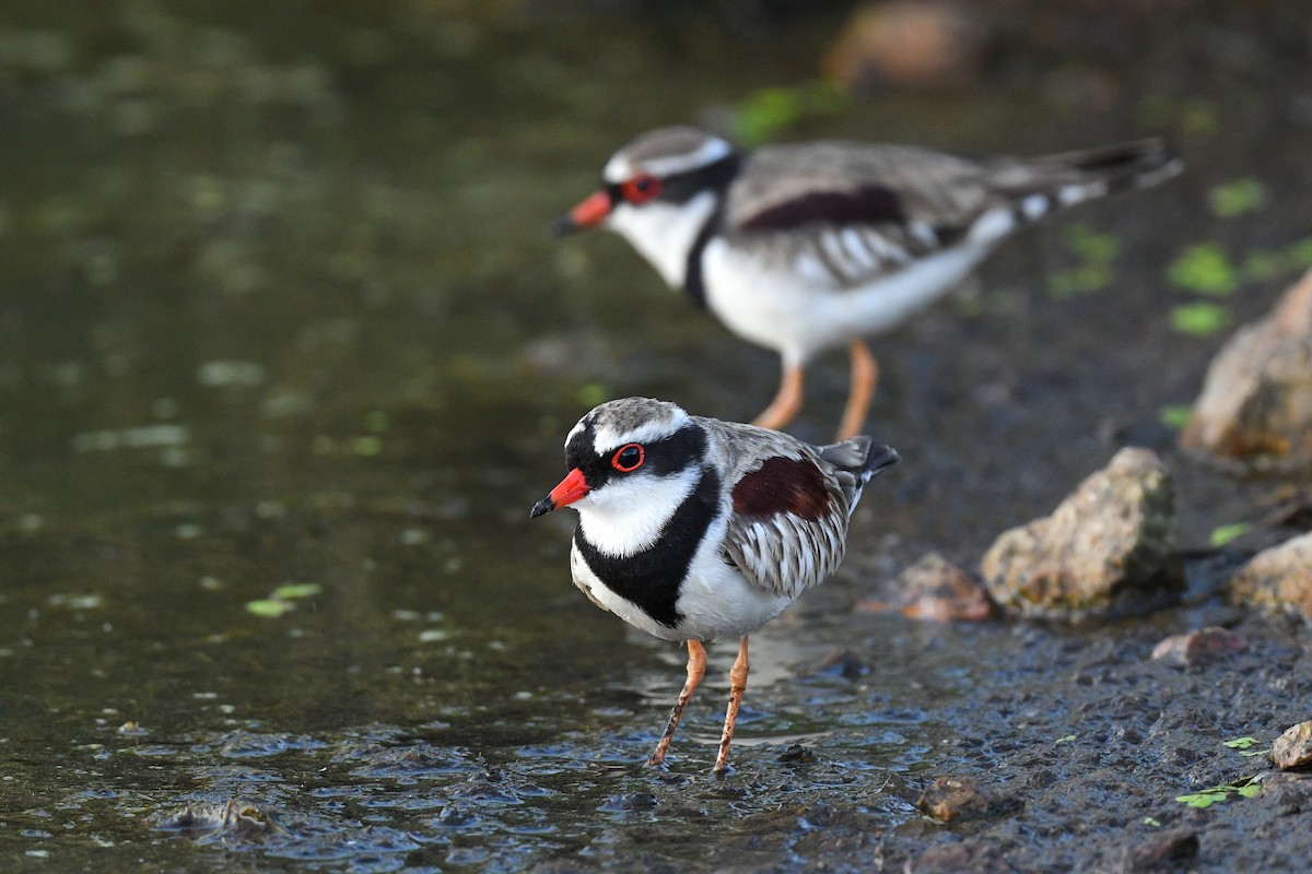 Black-fronted Dotterel - Harn Sheng Khor