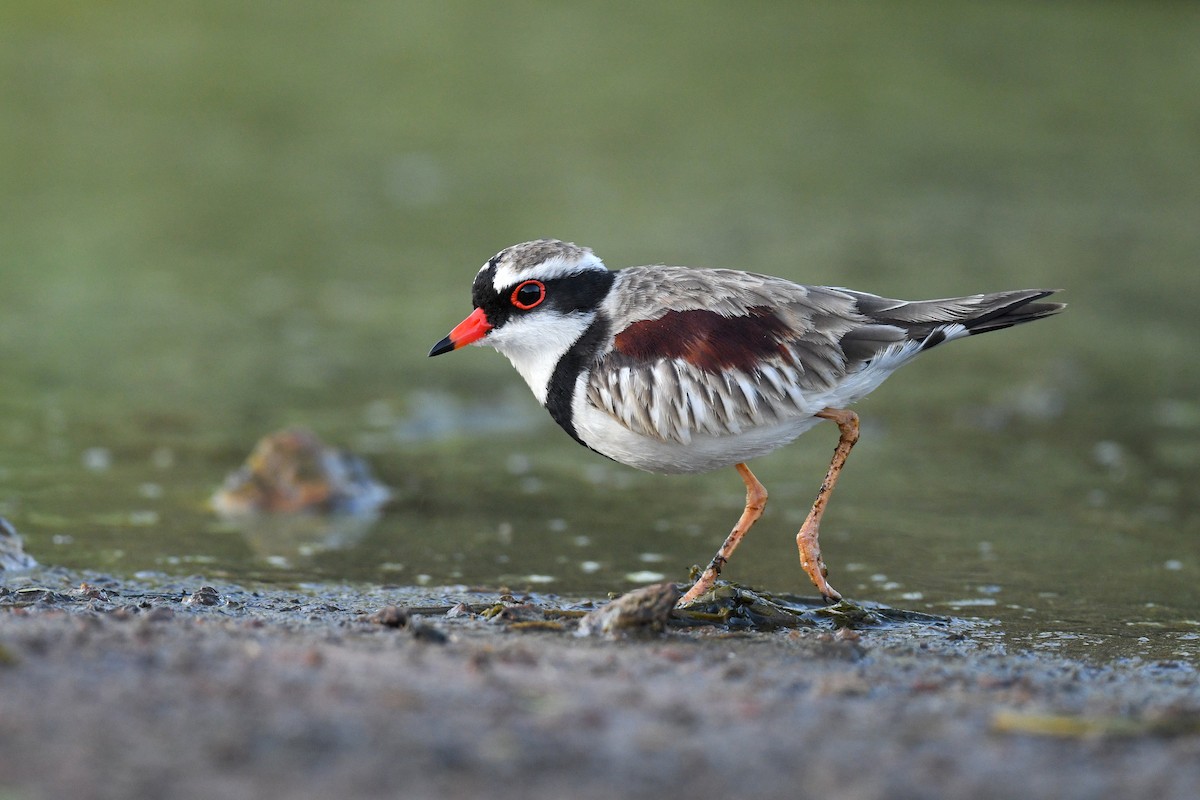 Black-fronted Dotterel - ML458140881