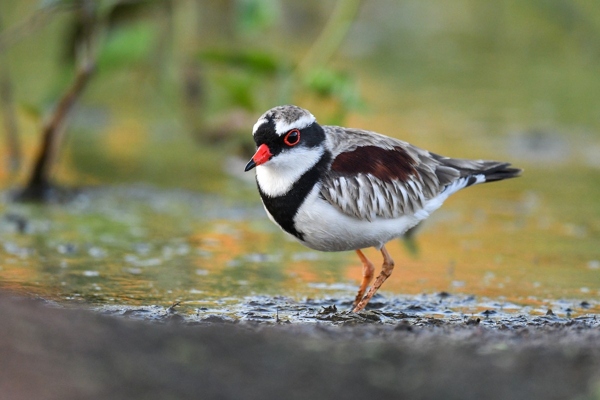 Black-fronted Dotterel - ML458140891