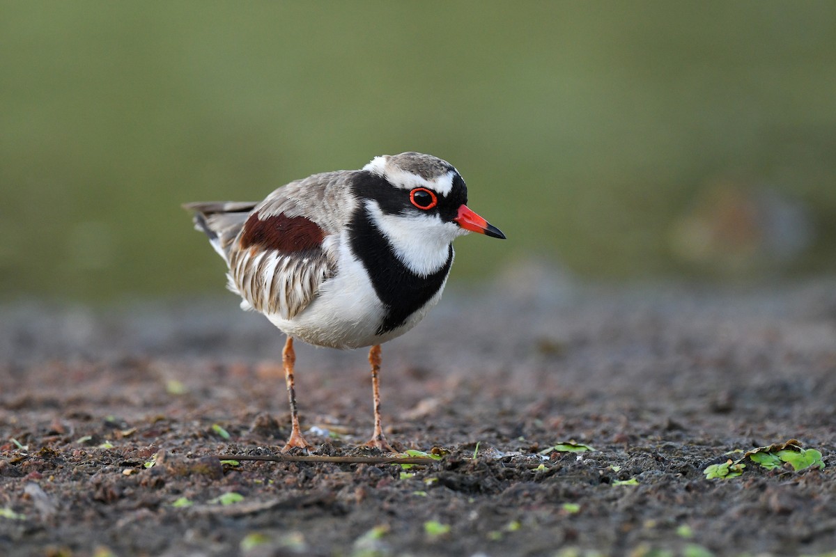 Black-fronted Dotterel - ML458140901