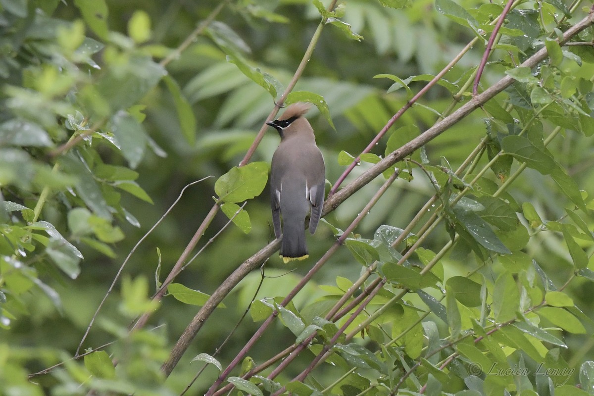 Cedar Waxwing - ML458141651