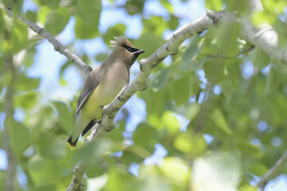 Cedar Waxwing - ML458141681