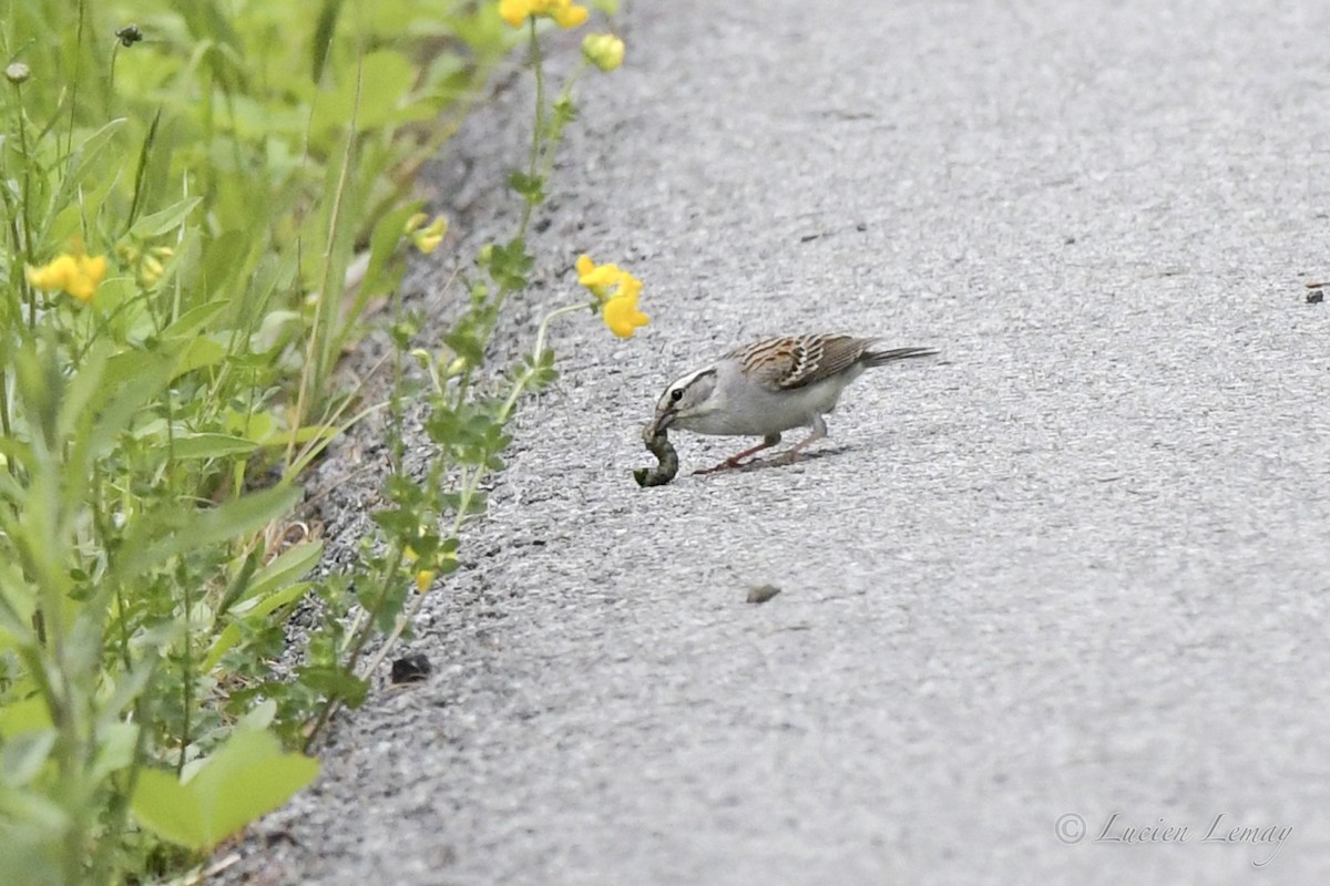 Chipping Sparrow - ML458141721