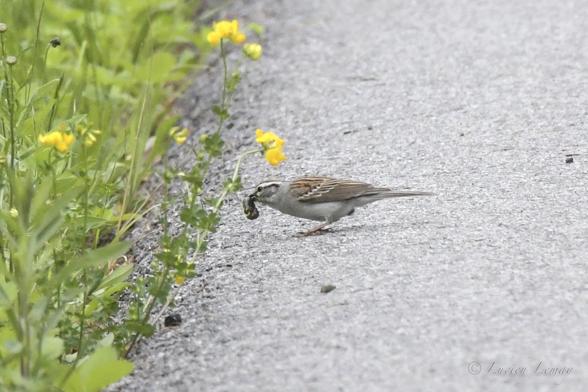 Chipping Sparrow - ML458141731