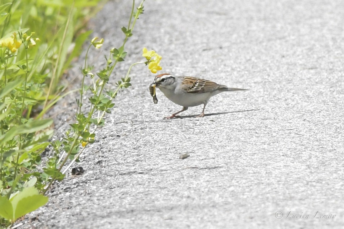 Chipping Sparrow - ML458141741