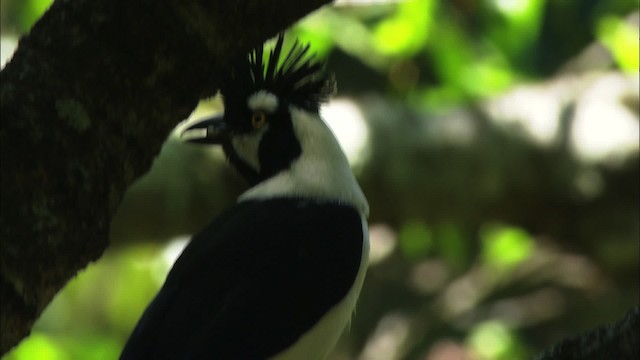 Tufted Jay - ML458142