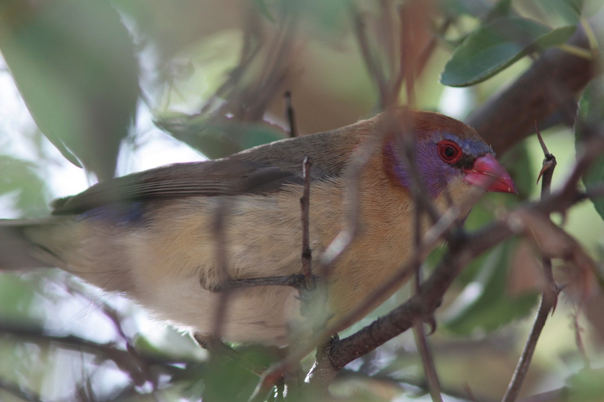 Violet-eared Waxbill - ML458142091