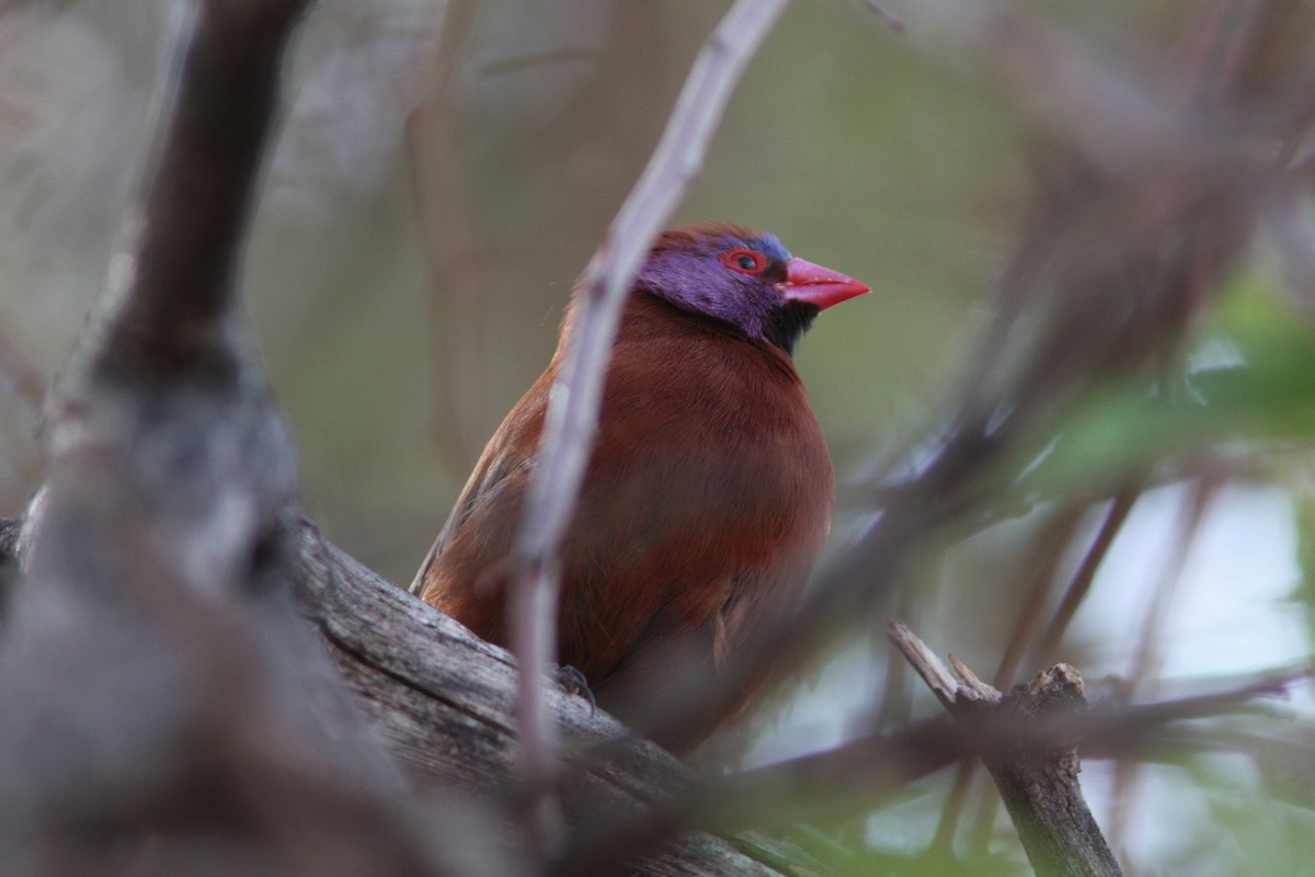 Violet-eared Waxbill - Richard Dunn