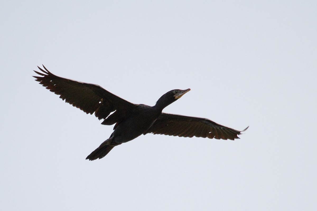 Little Cormorant - Vikram S