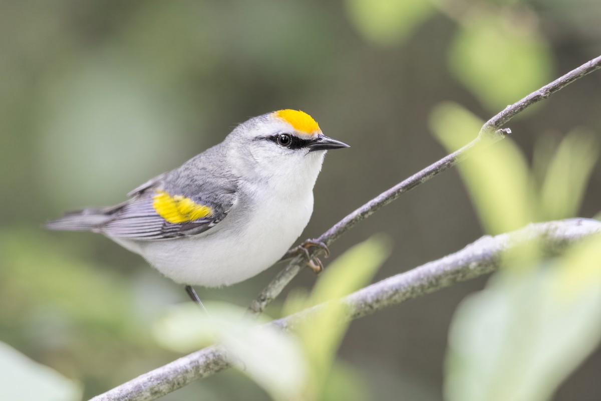 gullvingeparula x blåvingeparula (F1 hybrid) - ML458143681