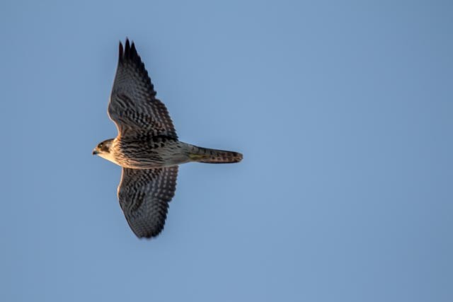 Peregrine Falcon - ML45814381