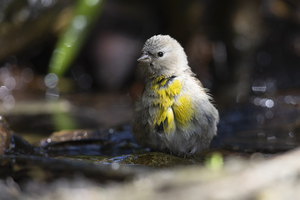 Lawrence's Goldfinch - Michael Stubblefield