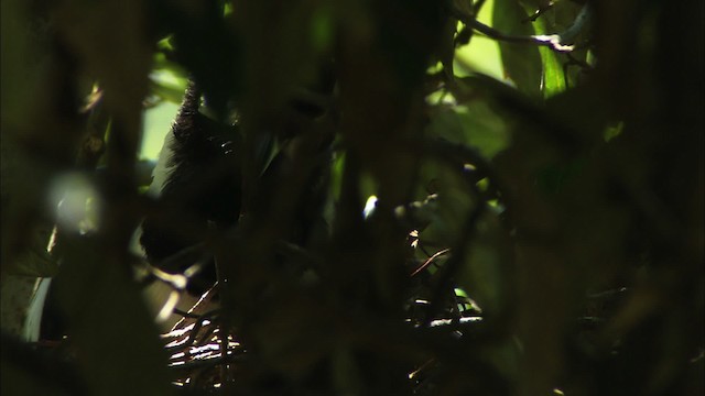 Tufted Jay - ML458145