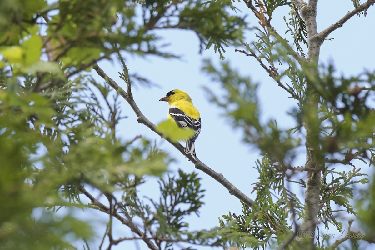 American Goldfinch - ML458145661