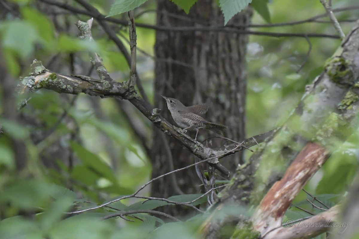 House Wren - ML458145821