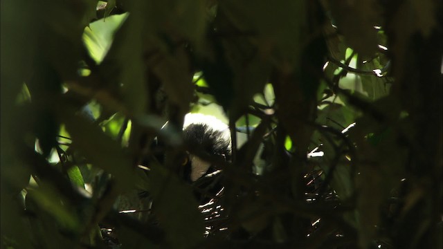 Tufted Jay - ML458146